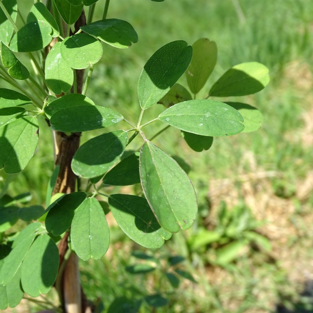 Akebia quinata Silver Bells