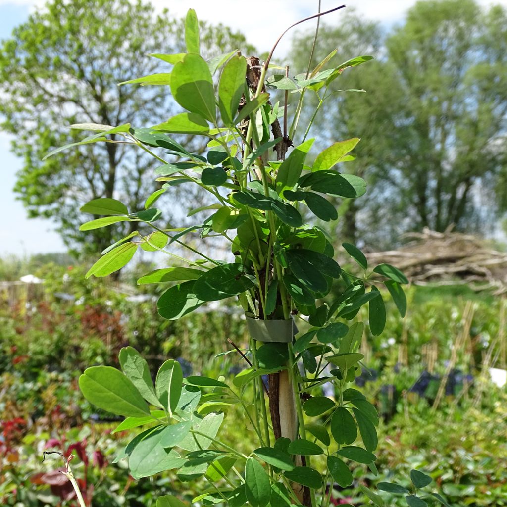 Akebia quinata Silver Bells