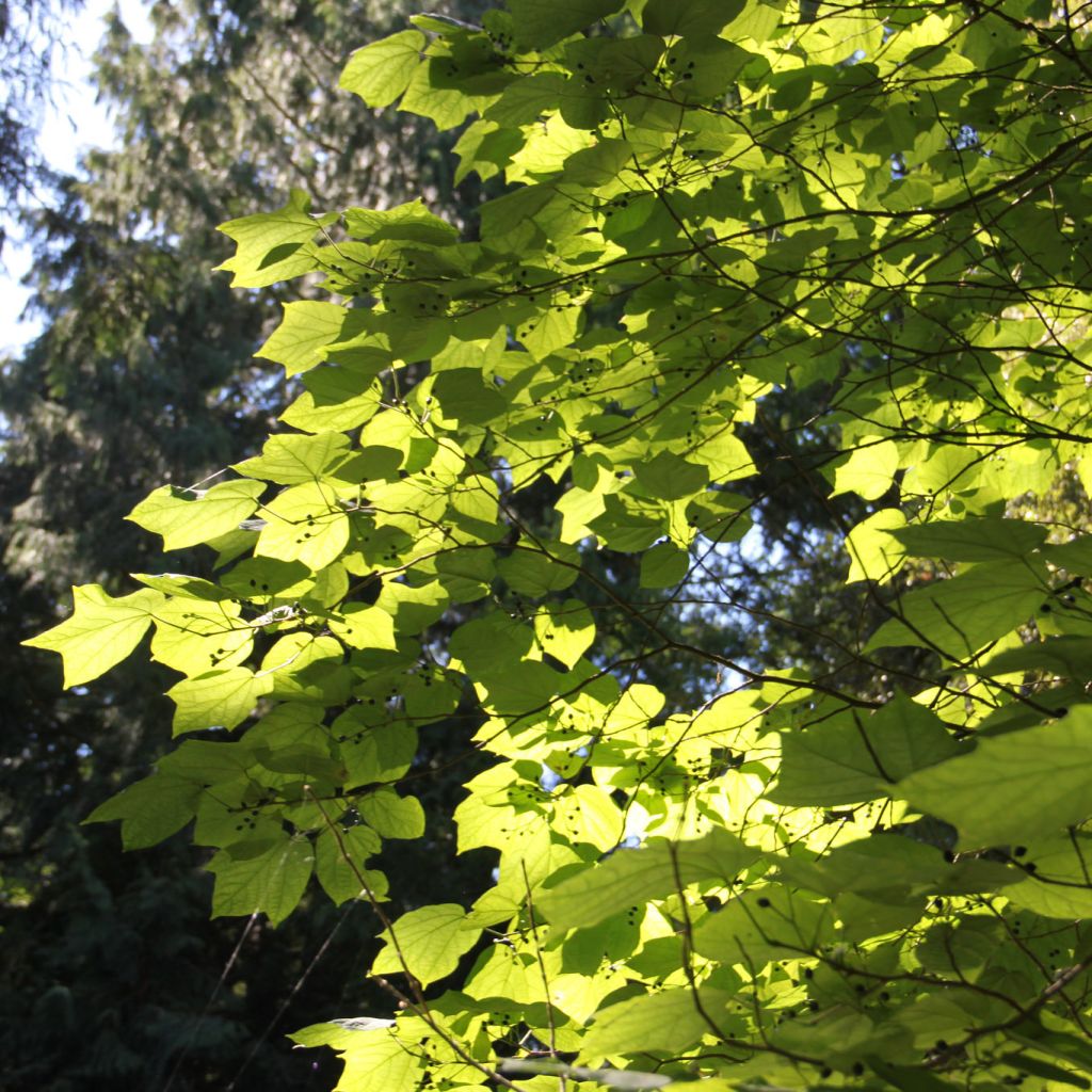 Alangium platanifolium - Alangium à feuilles de Platane.