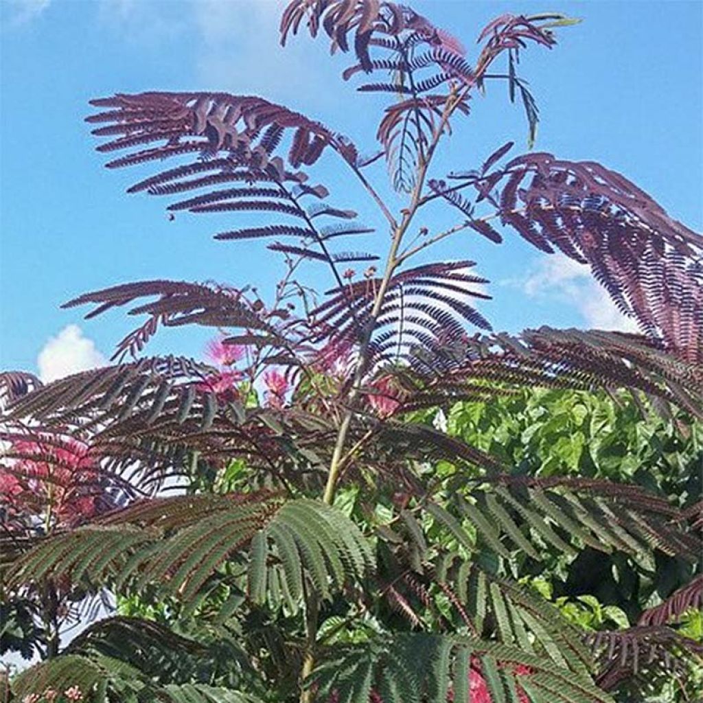 Albizia julibrissin Eveys Pride