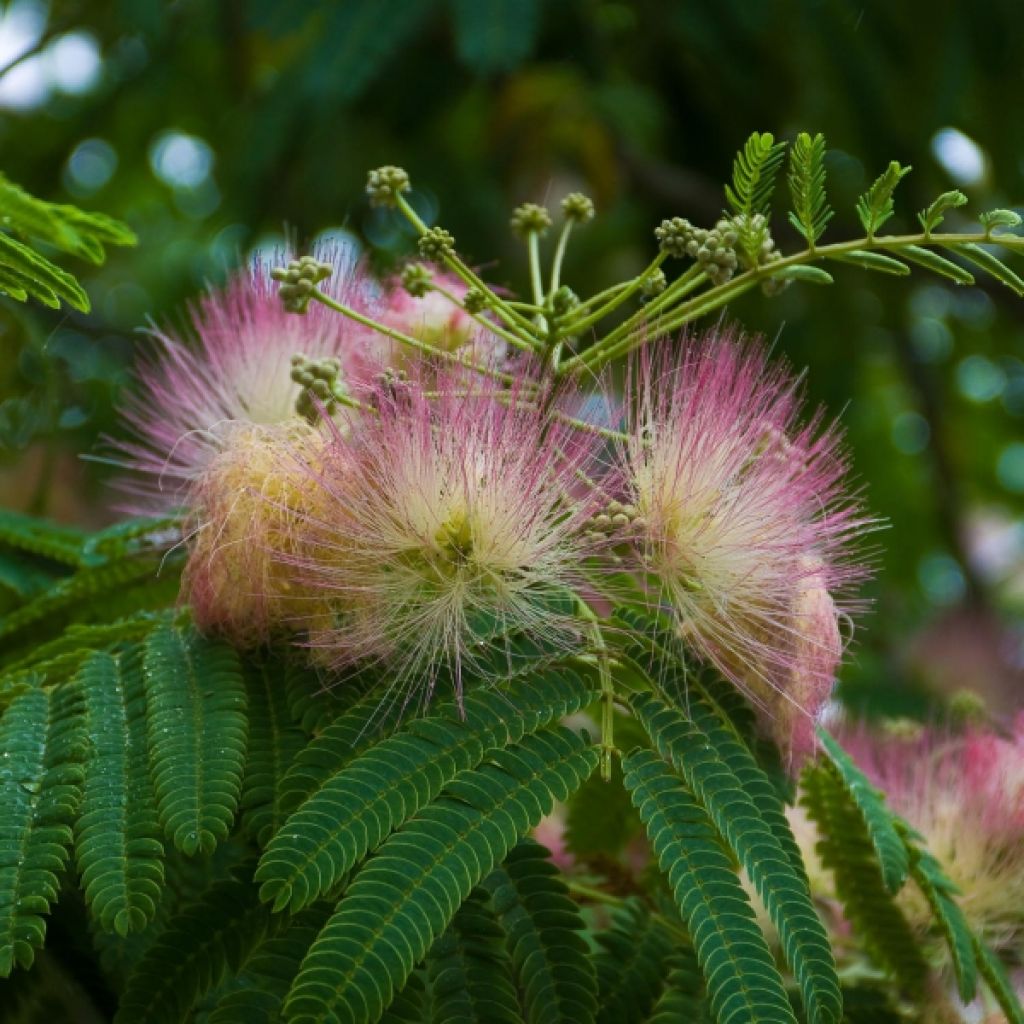 Albizia julibrissin Ombrella - Arbre de soie