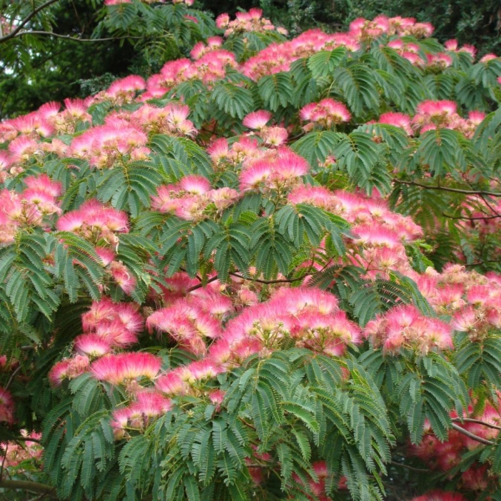 Albizia julibrissin Ombrella