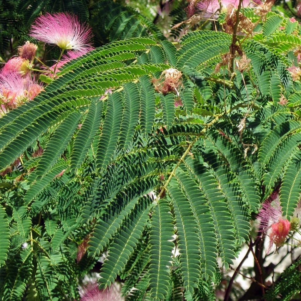 Albizia julibrissin Rosea - Arbre à soie rose