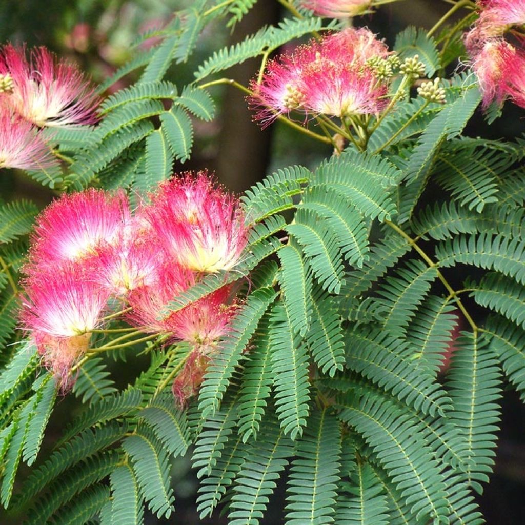 Albizia julibrissin Rouge Selection - Arbre à soie