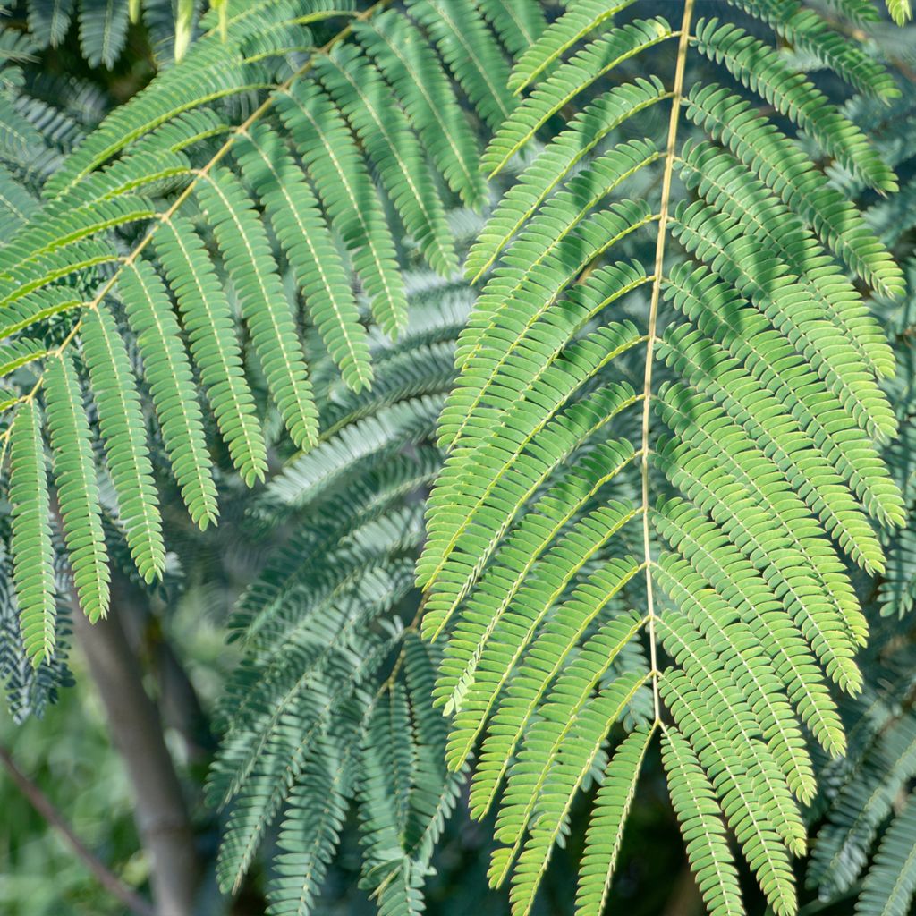 Albizia julibrissin Shidare