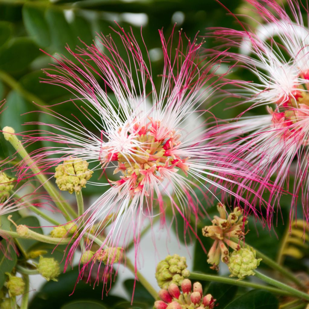 Albizia saman - Rain tree, black wood of Haiti, genisara tree