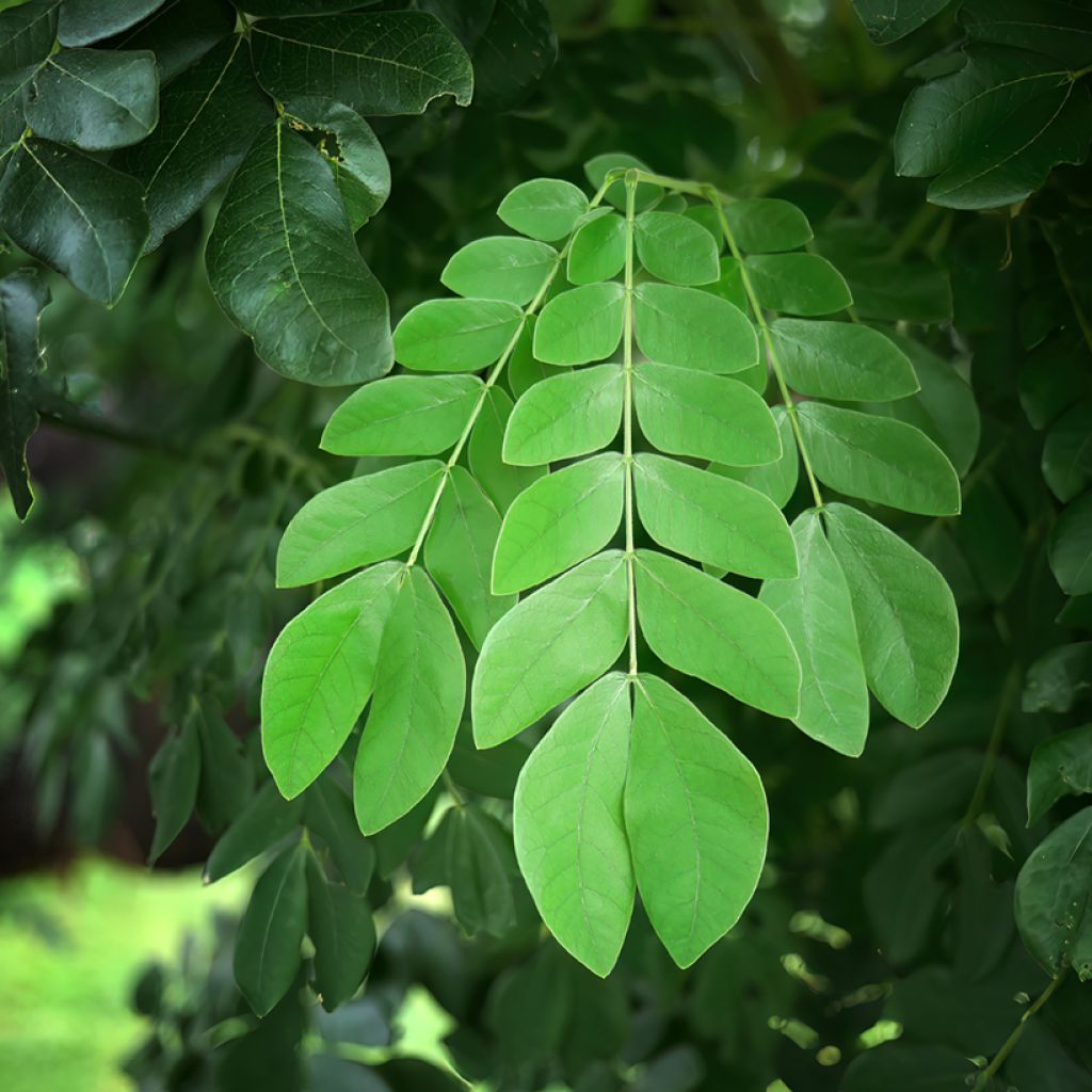 Albizia saman - Rain tree, black wood of Haiti, genisara tree