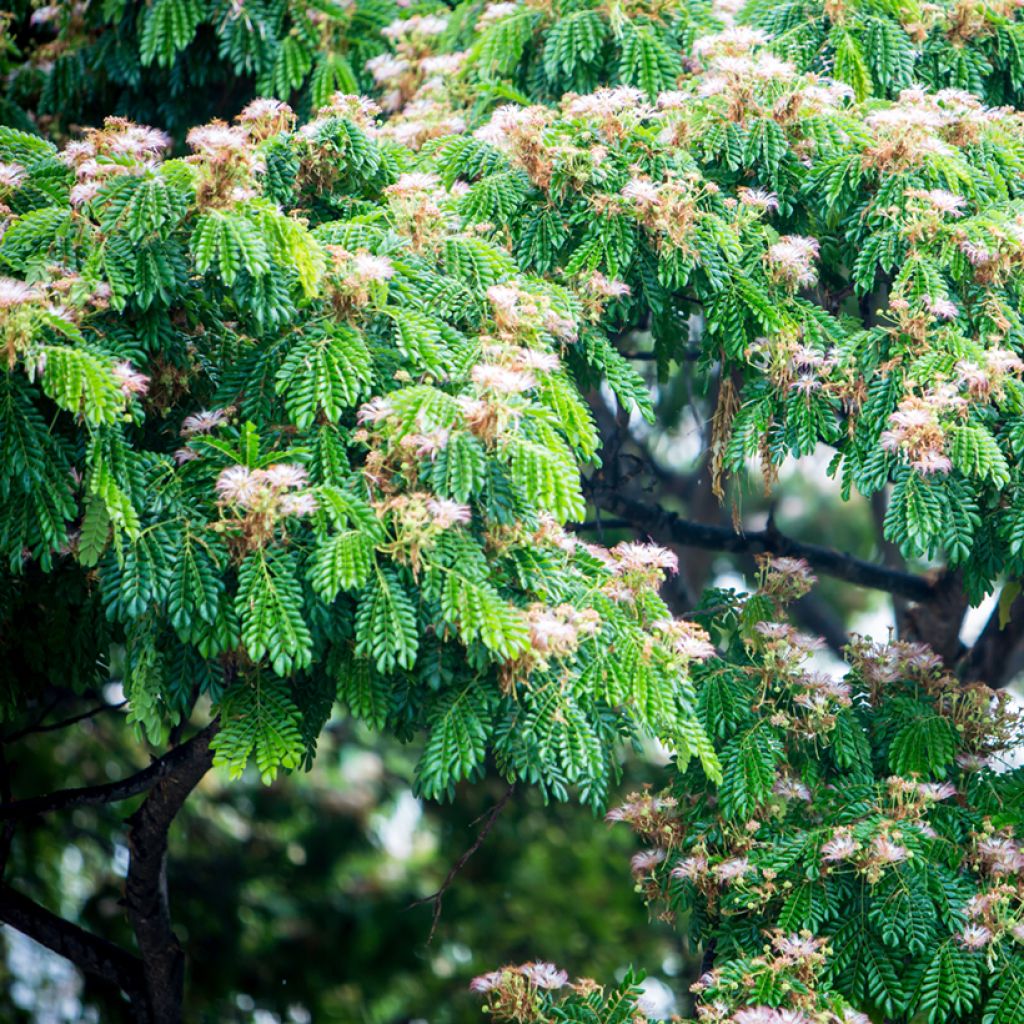 Albizia saman - Rain tree, black wood of Haiti, genisara tree