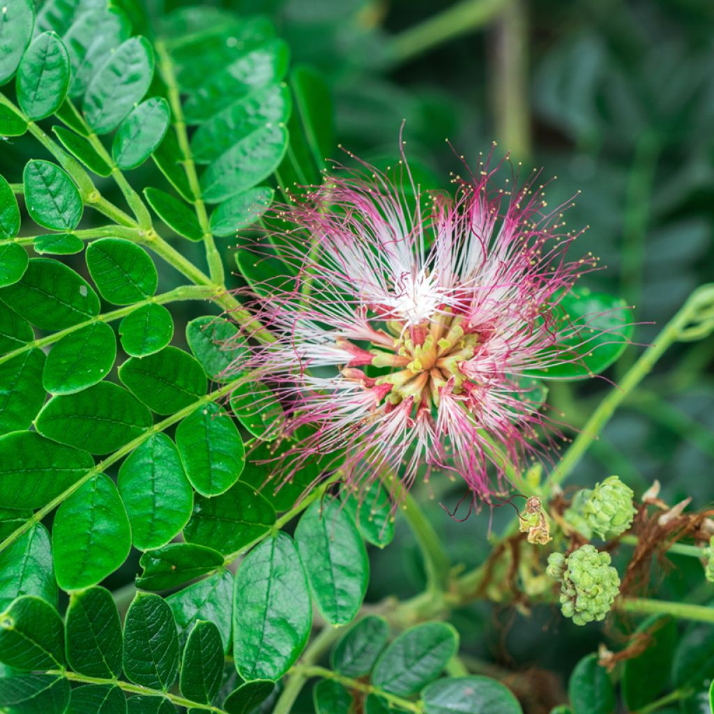 Albizia saman - Rain tree, black wood of Haiti, genisara tree