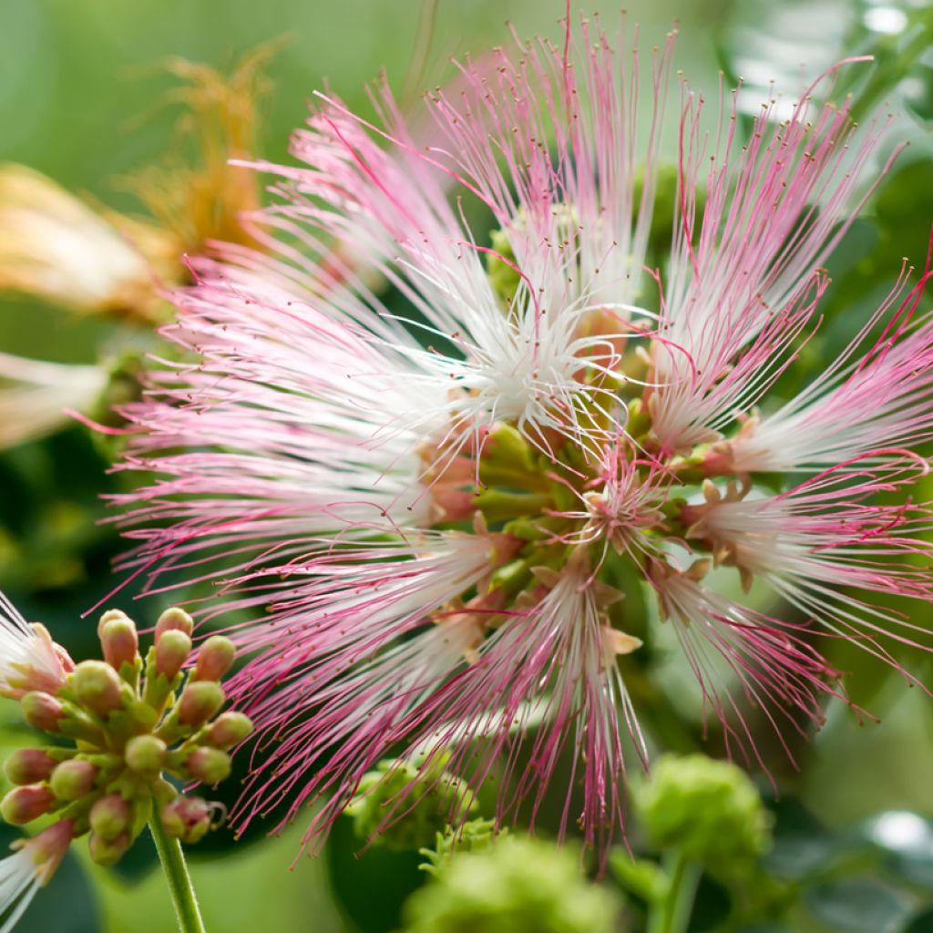Albizia saman - Rain tree, black wood of Haiti, genisara tree