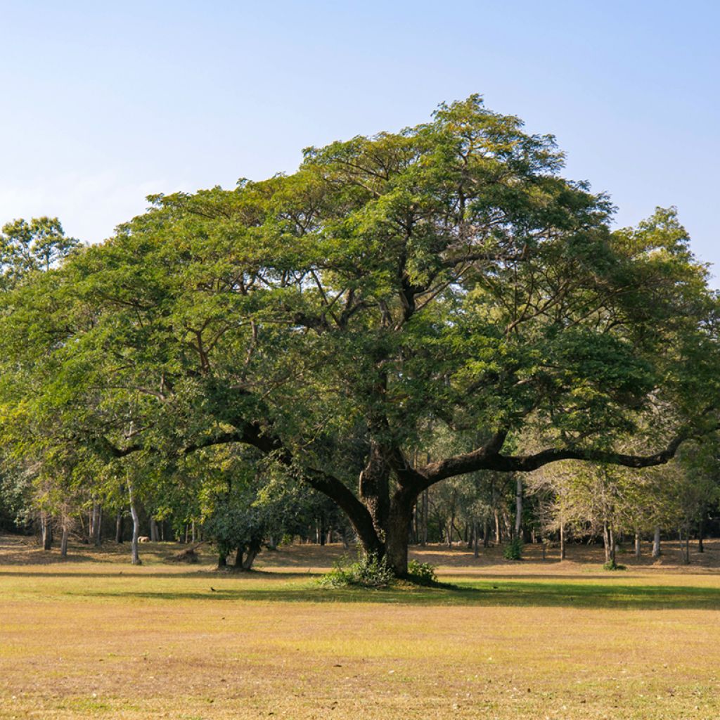 Albizia saman - Rain tree, black wood of Haiti, genisara tree