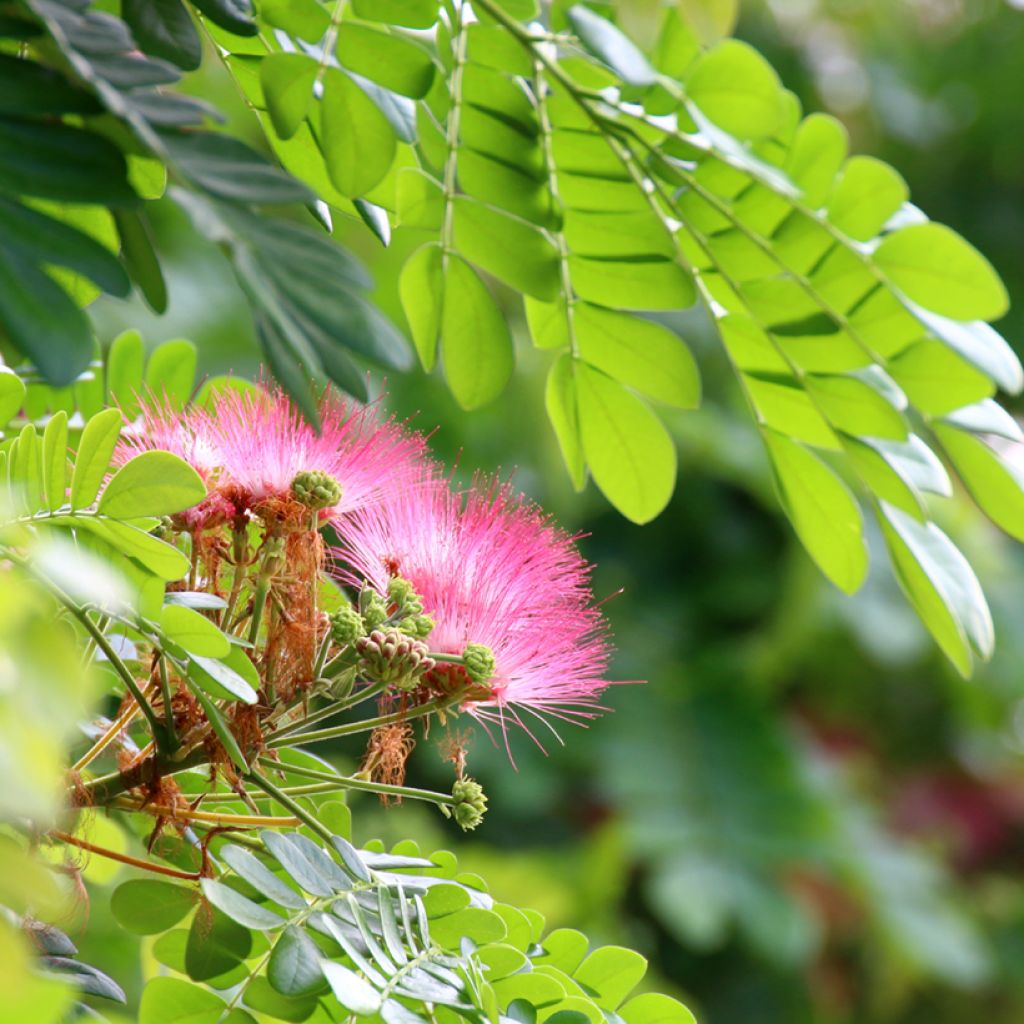 Albizia saman - Rain tree, black wood of Haiti, genisara tree