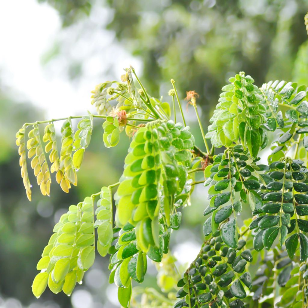 Albizia saman - Rain tree, black wood of Haiti, genisara tree
