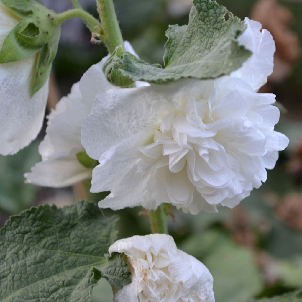 Alcea rosea Chater’s Double Icicle - Hollyhock