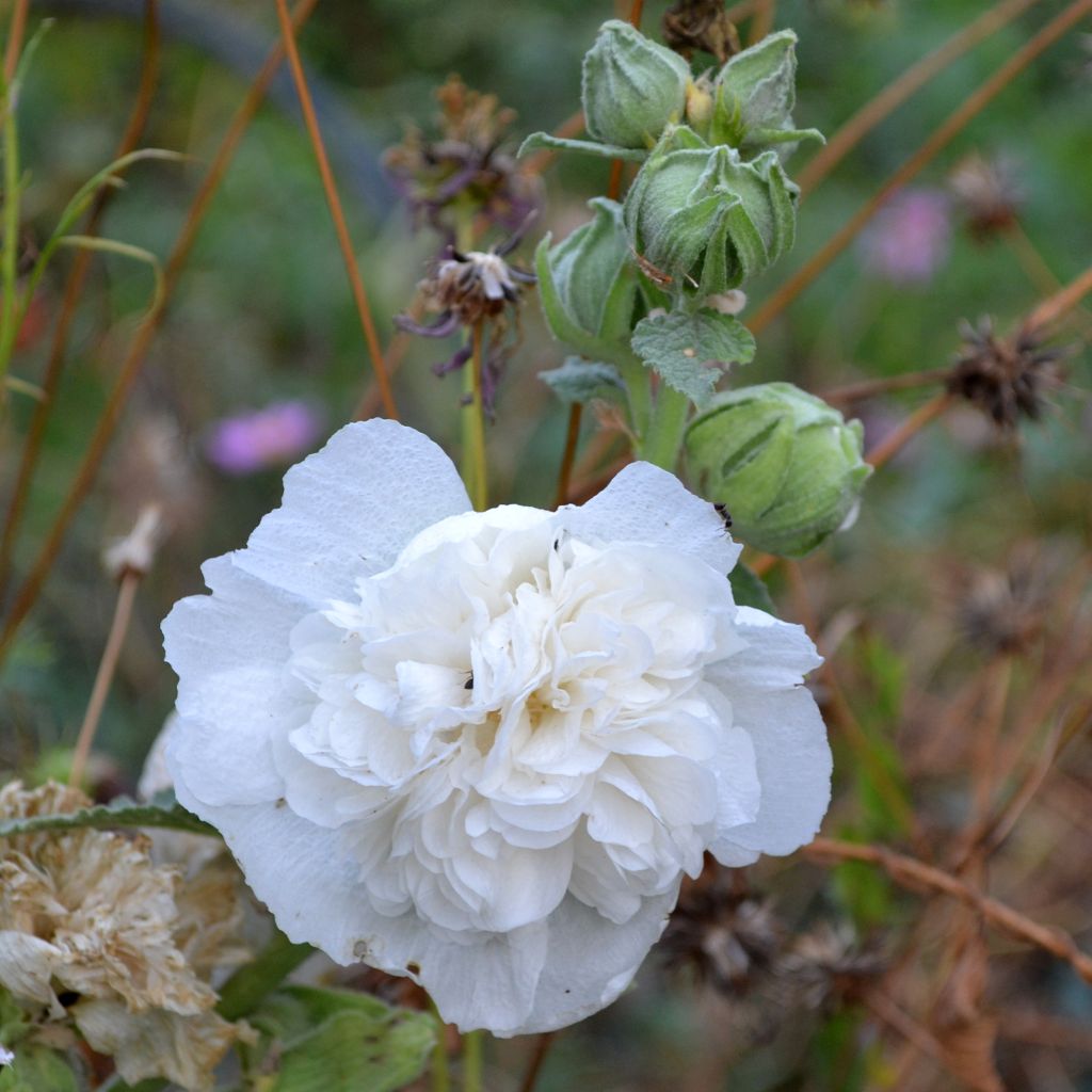 Alcea rosea Chater’s Double Icicle - Hollyhock