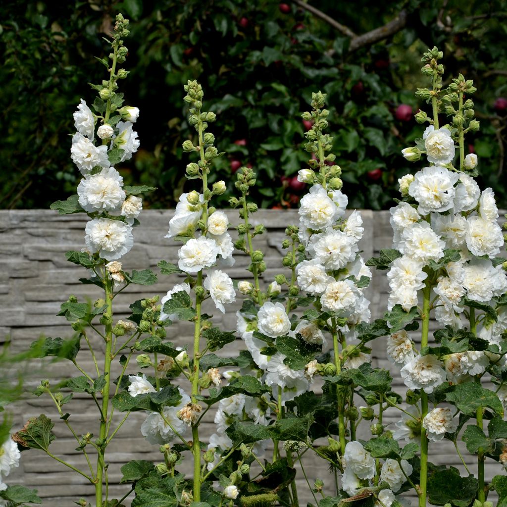Alcea rosea Chater’s Double Icicle - Hollyhock