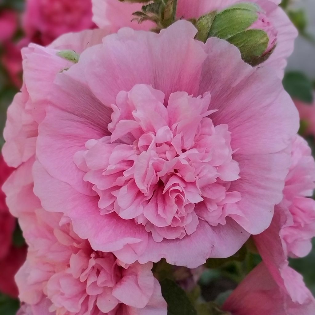 Alcea rosea Apple Blossom - Double Apple Blossom Hollyhock