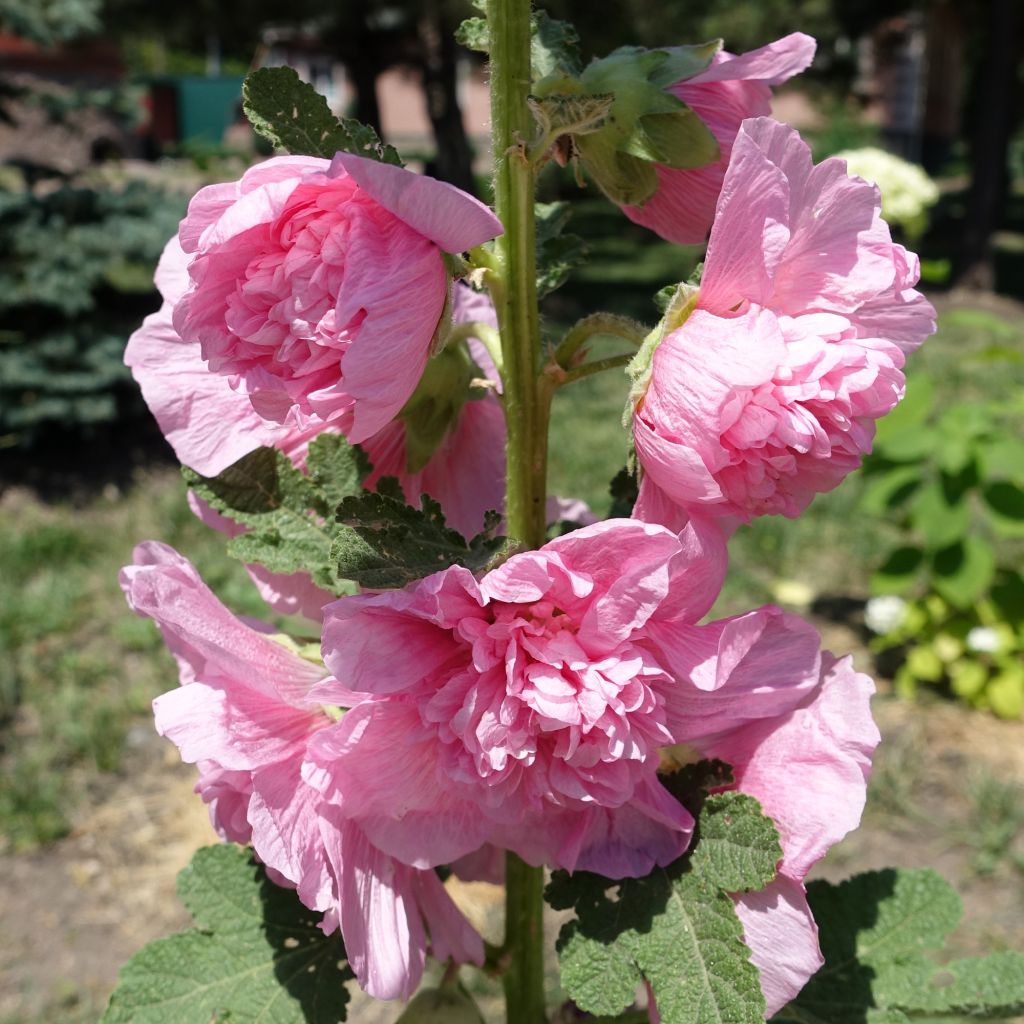 Alcea rosea Apple Blossom - Double Apple Blossom Hollyhock