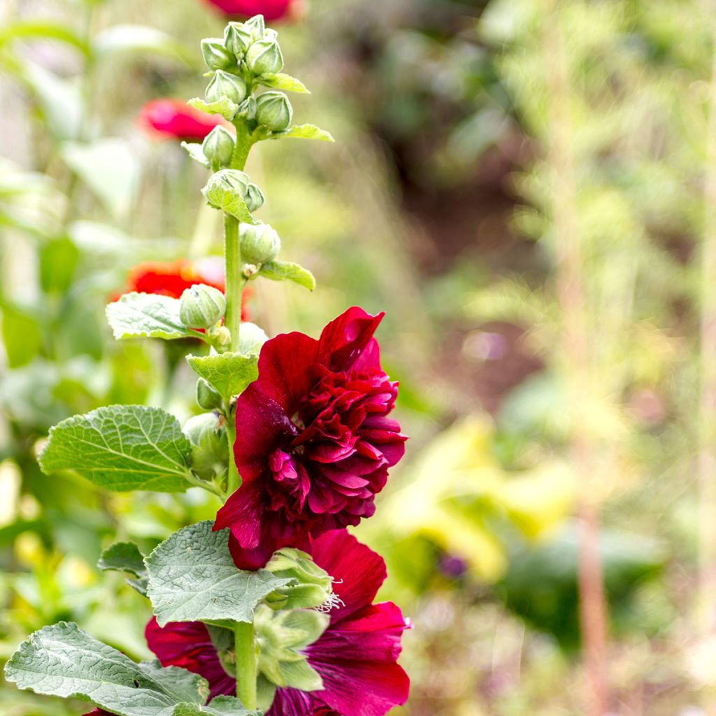 Alcea rosea Chatters Red - Hollyhock