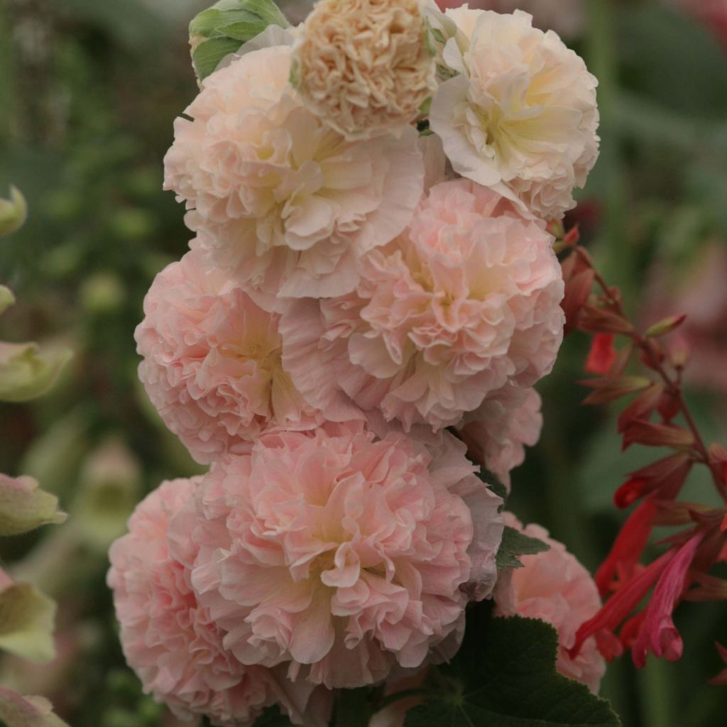 Rose trémière - Alcea rosea Chater's Double saumon