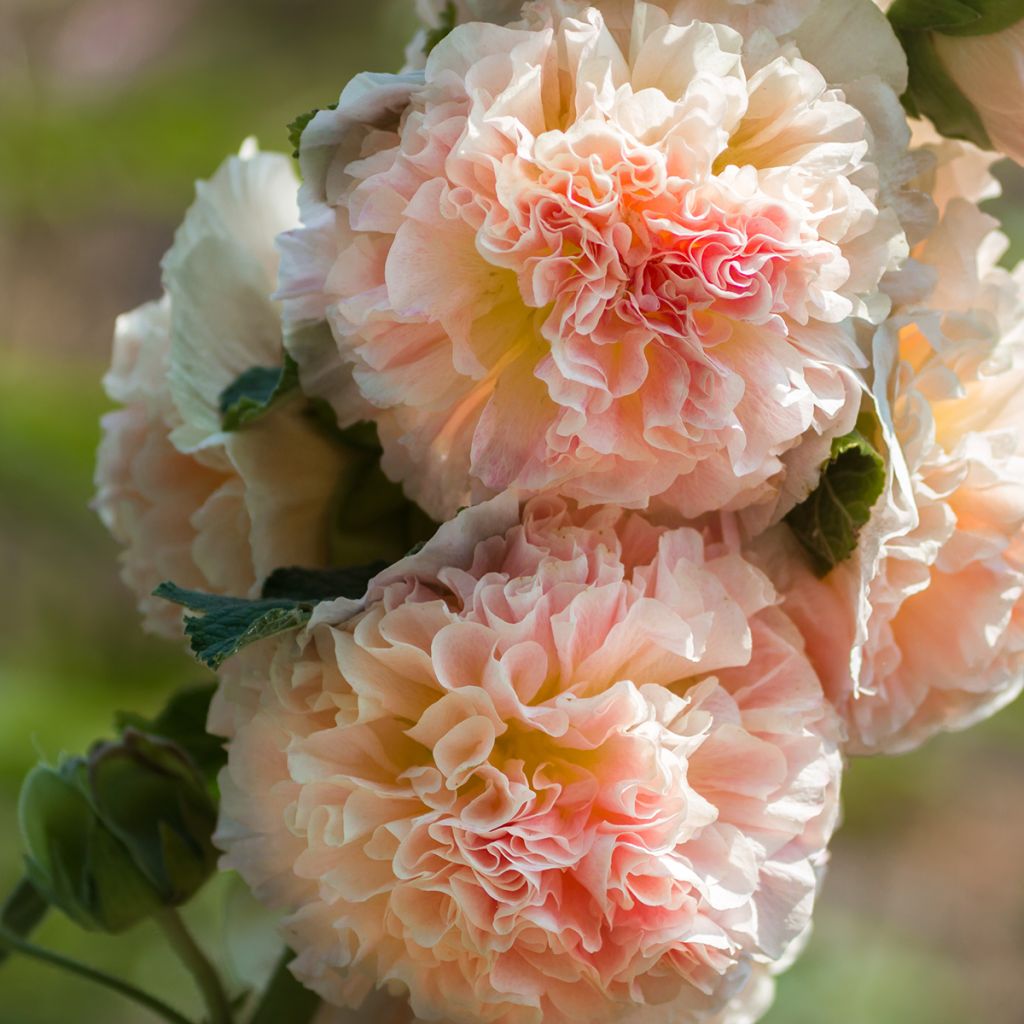 Alcea rosea Chaters Double salmon - Hollyhock