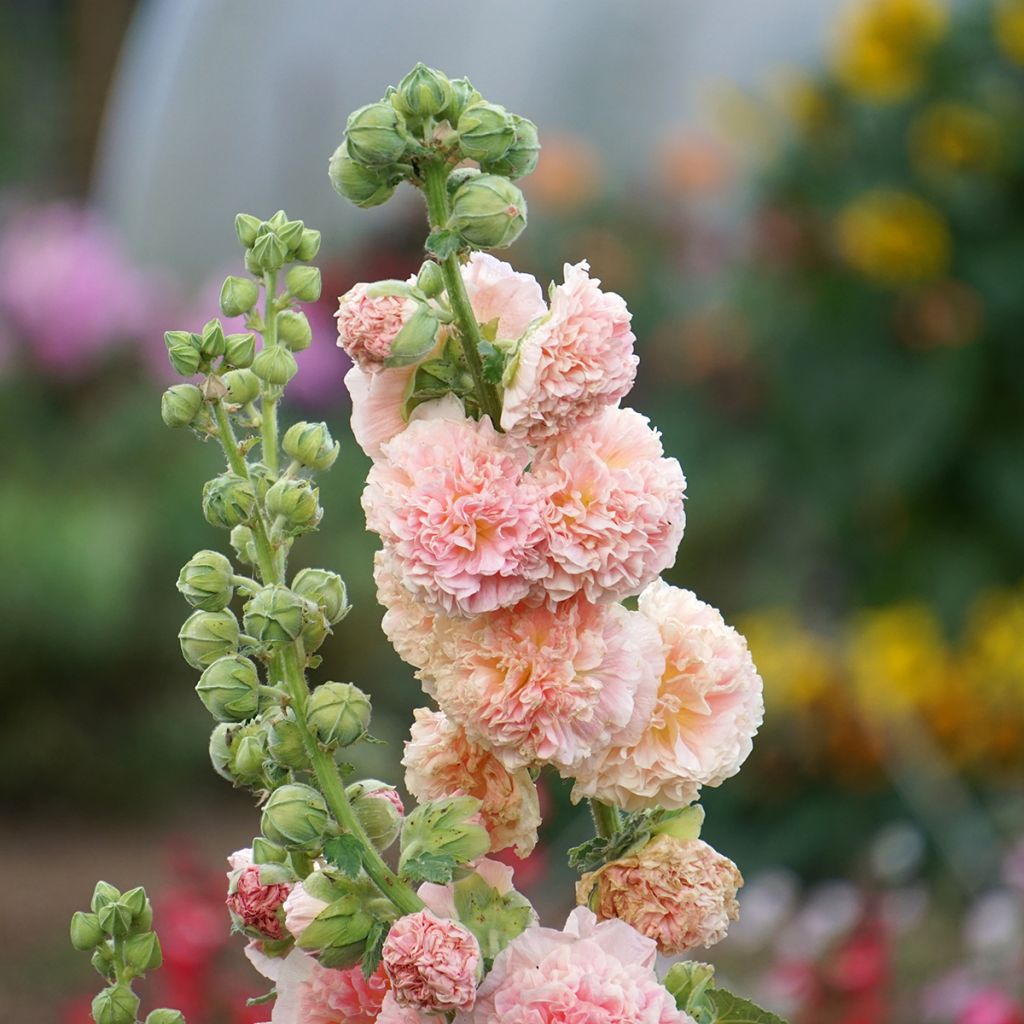 Alcea rosea Chaters Double salmon - Hollyhock