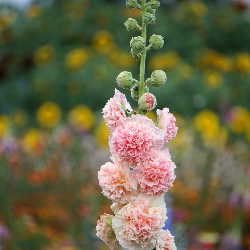 Alcea rosea Chaters Double salmon - Hollyhock