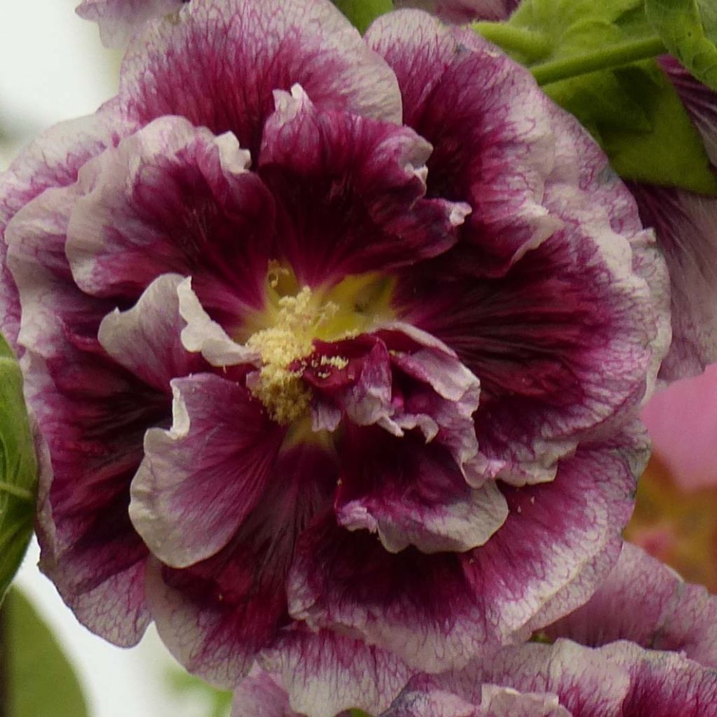 Rose trémière Crème de Cassis - Alcea rosea