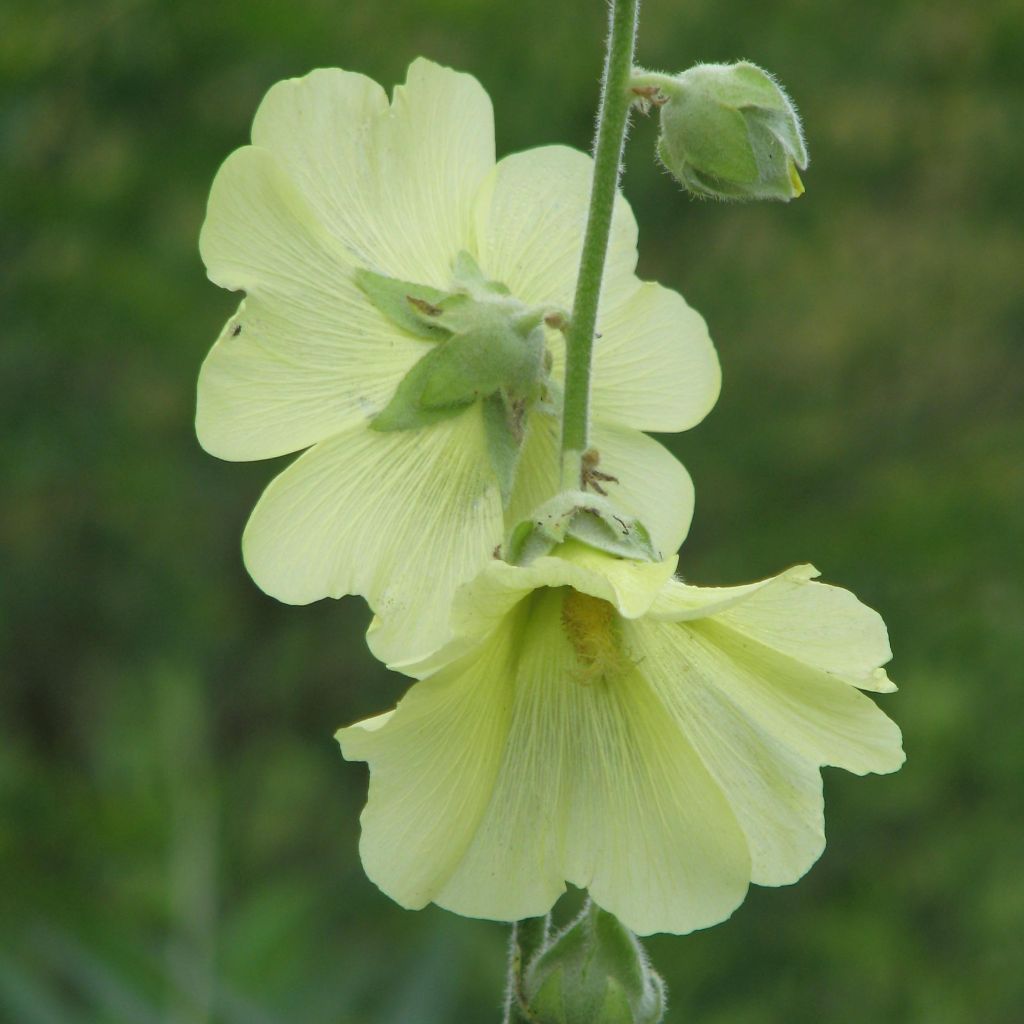 Rose trémière - Alcea rugosa