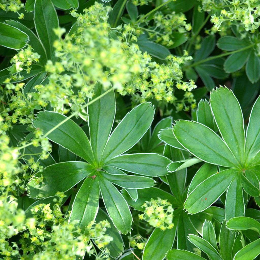 Alchemilla  alpina 