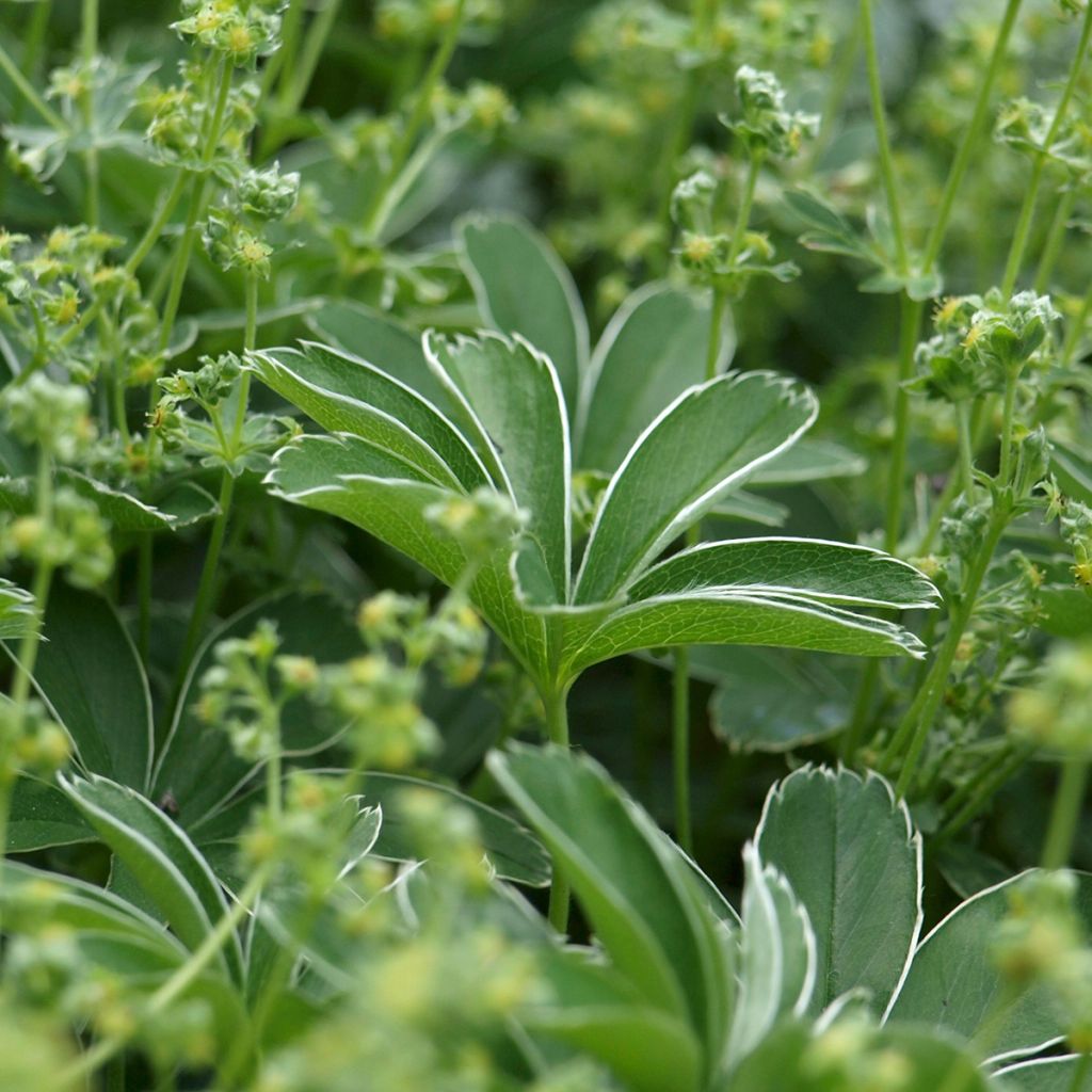 Alchemilla  alpina 