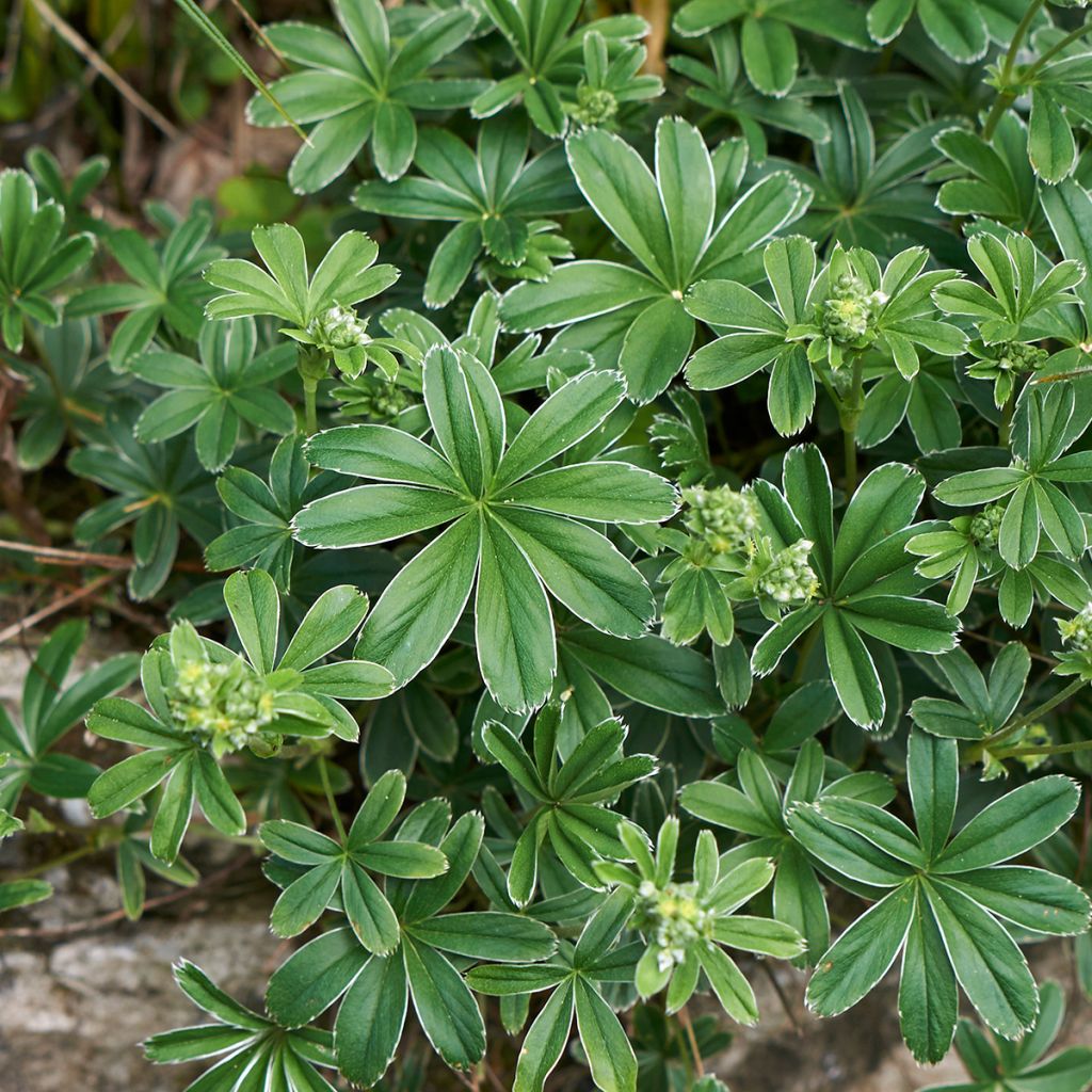 Alchemilla  alpina 