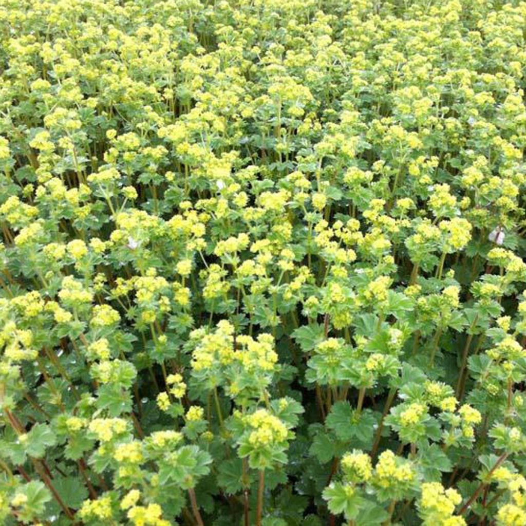 Alchemilla erythropoda - Alchémille