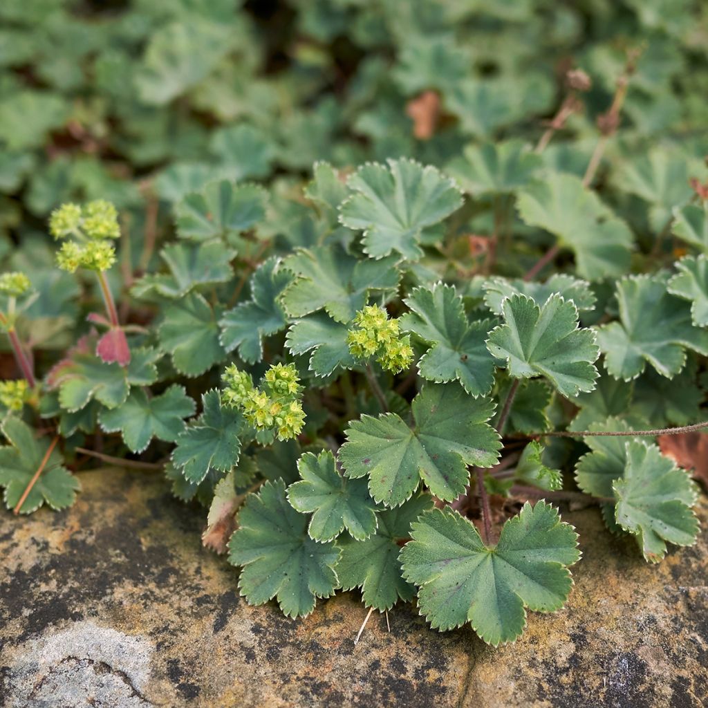 Alchemilla  erythropoda 