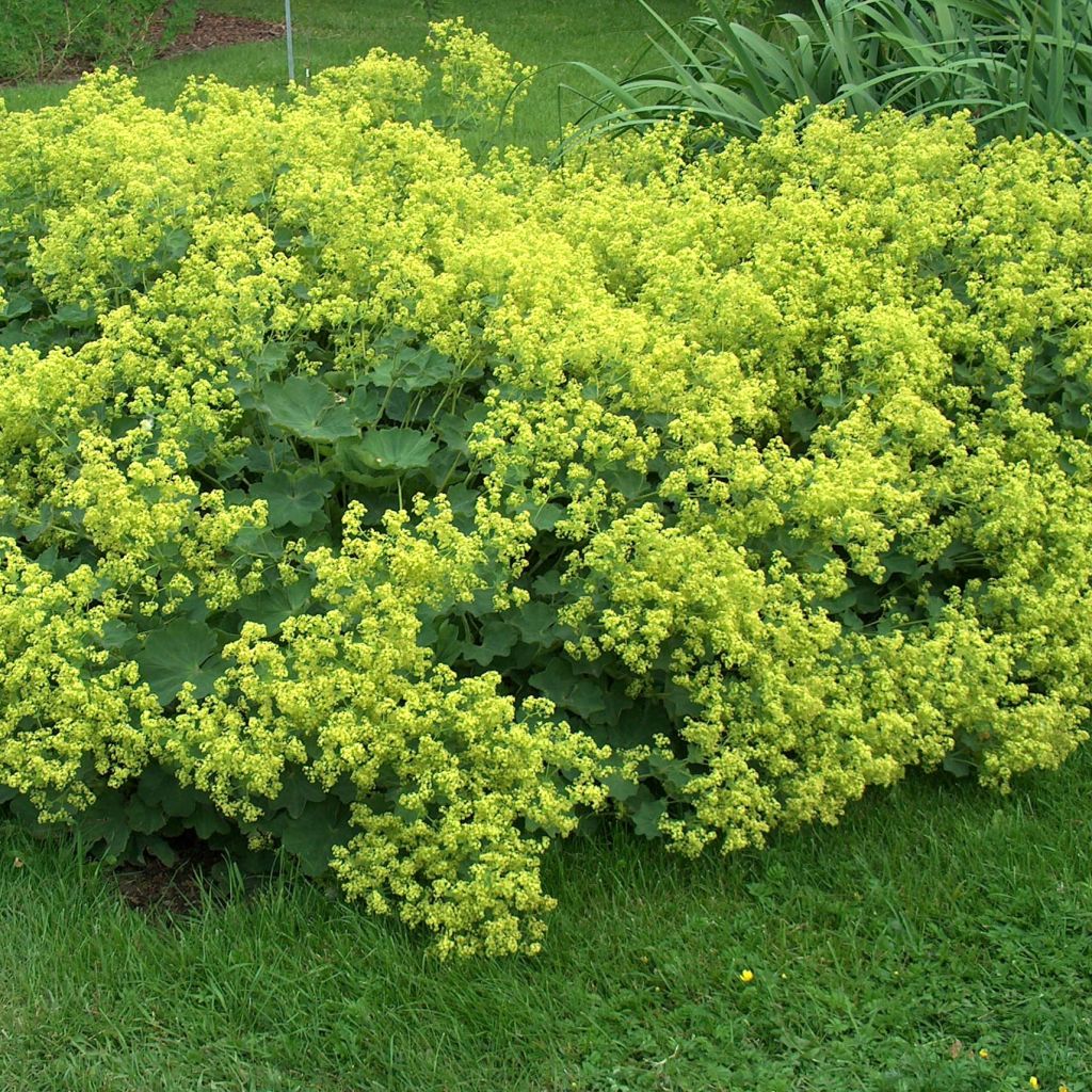 Alchemille Thriller - Alchemilla mollis en pot de 2/3 L