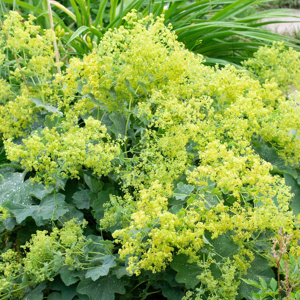 Alchemilla mollis 