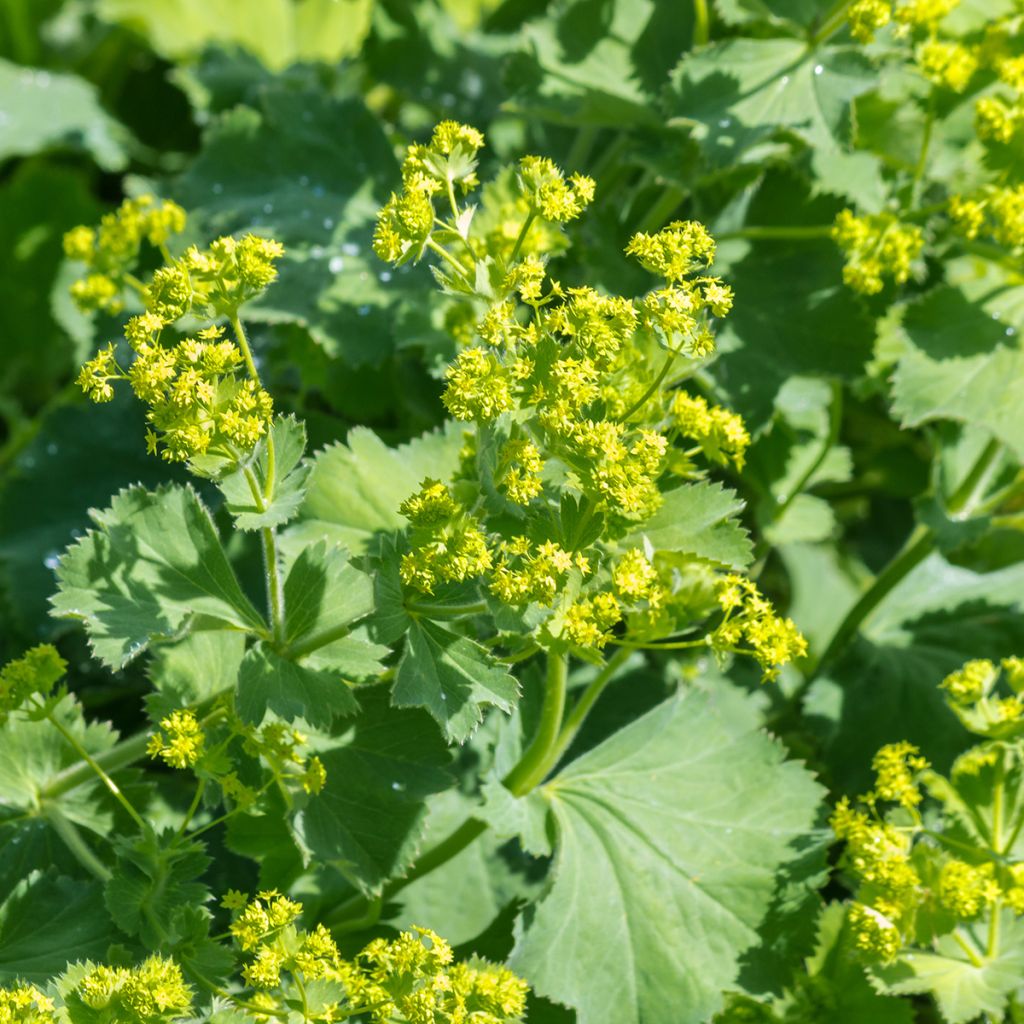 Alchemilla mollis 