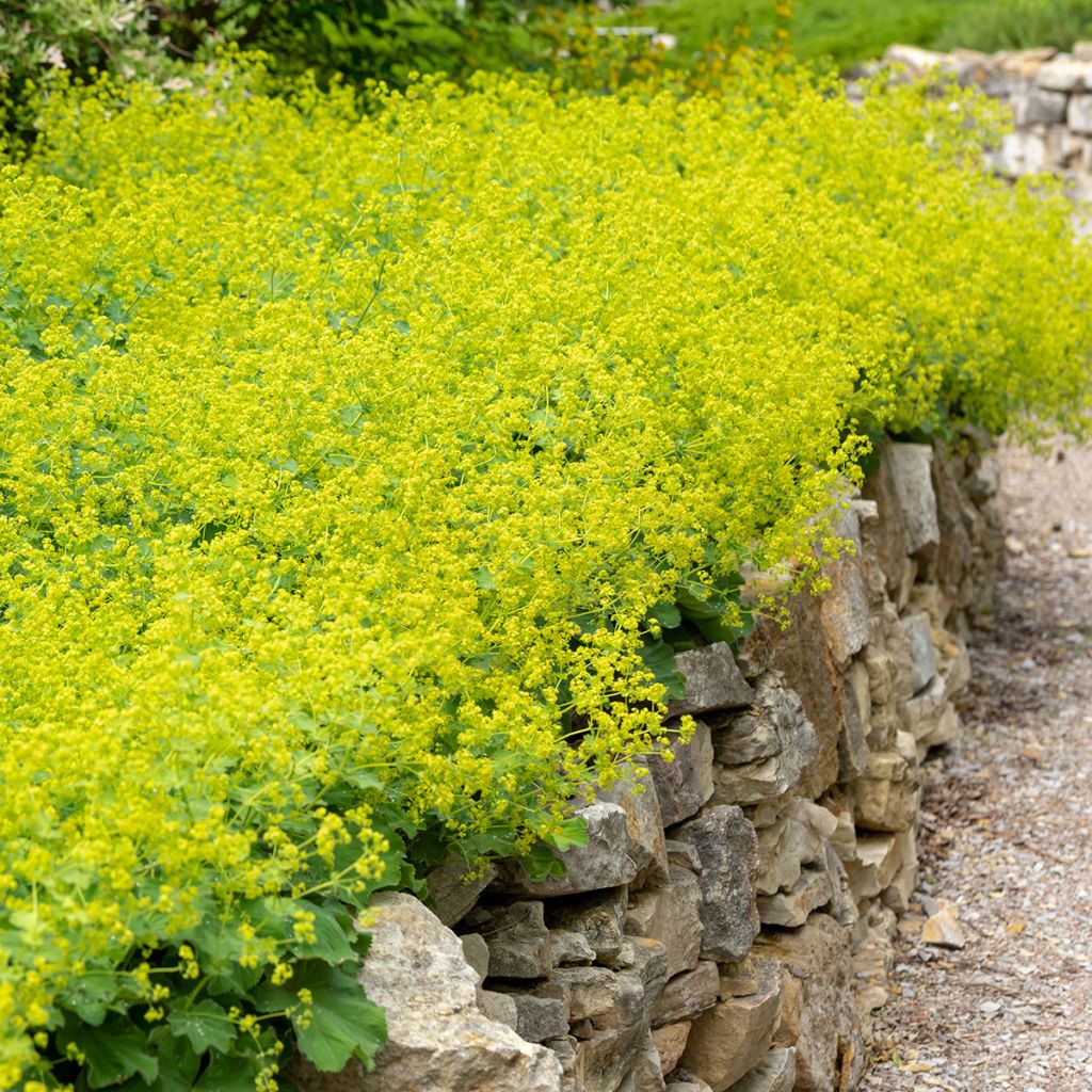 Alchemilla mollis 