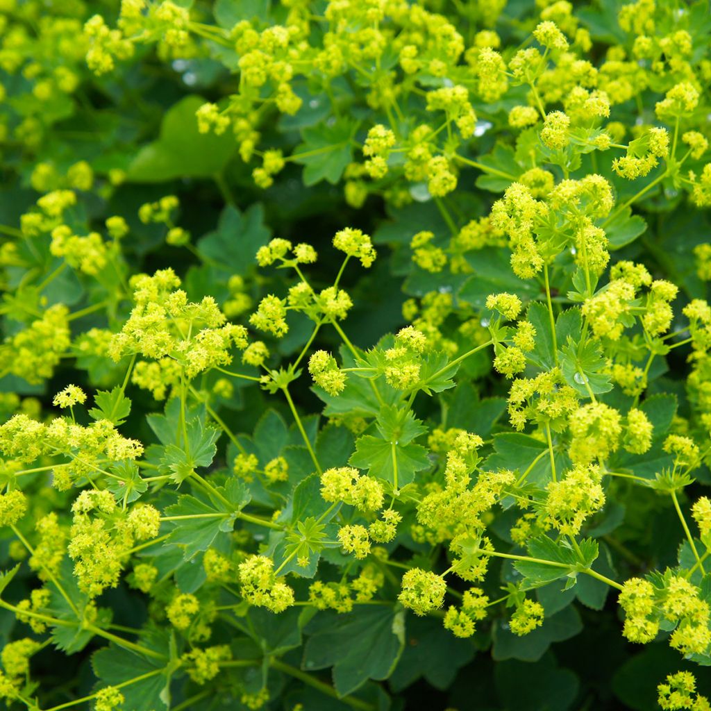 Alchemilla mollis 