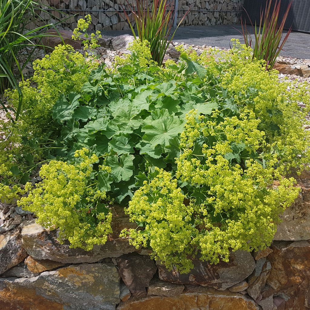 Alchemilla mollis 