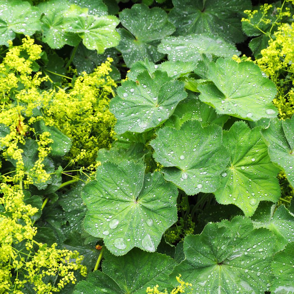 Alchemilla vulgaris 