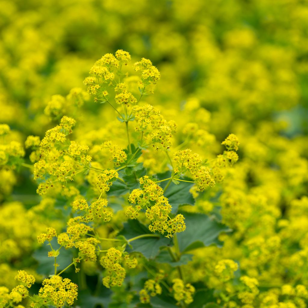 Alchemilla vulgaris 