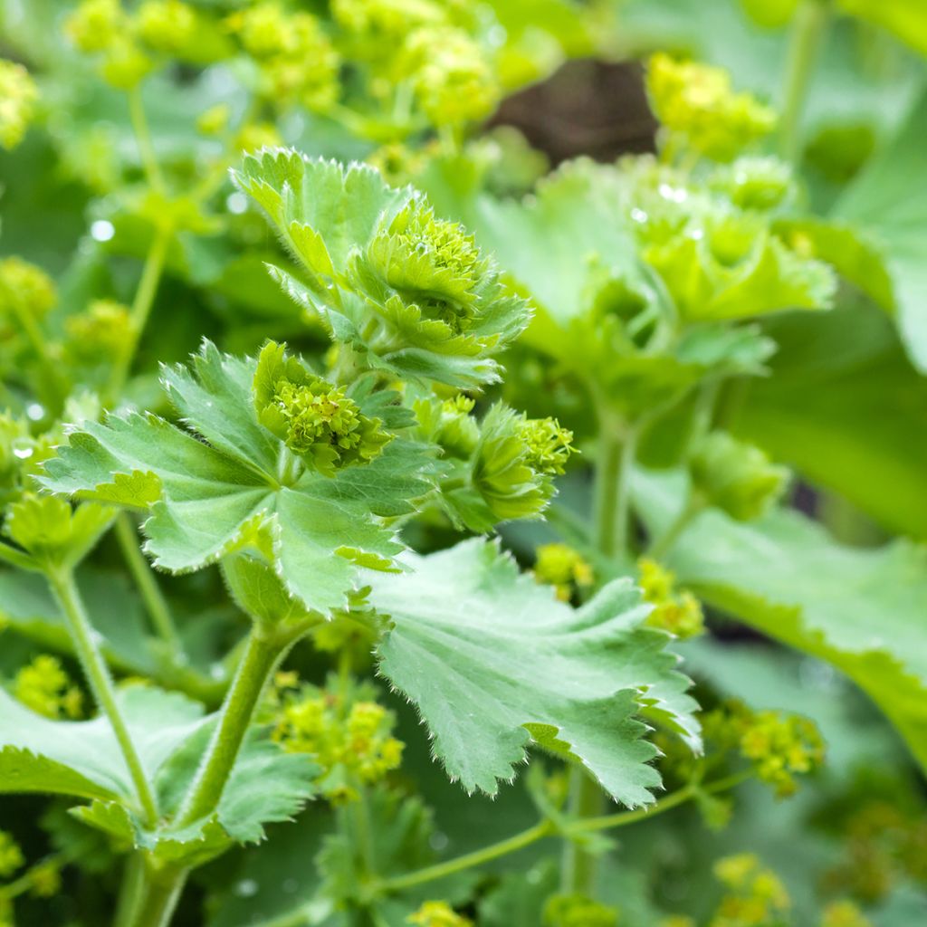 Alchemilla vulgaris 