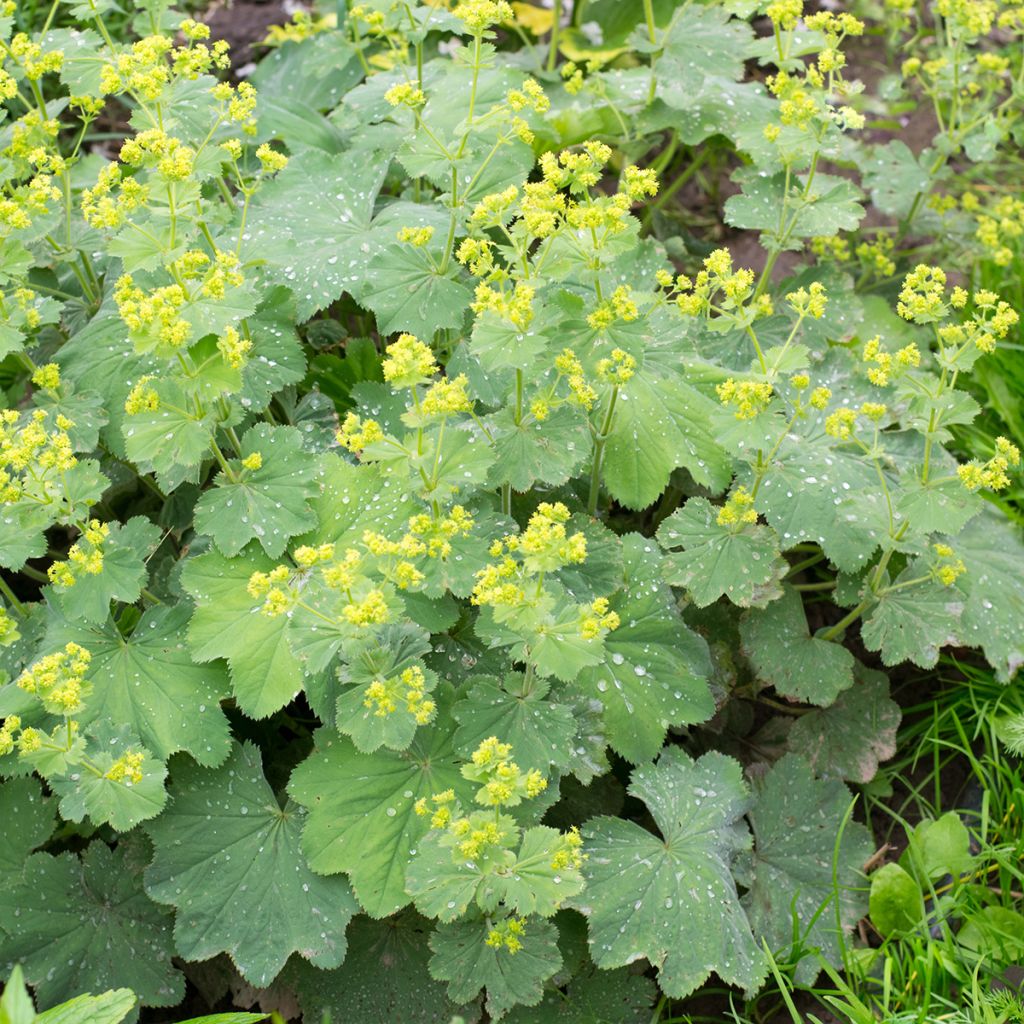 Alchemilla vulgaris 