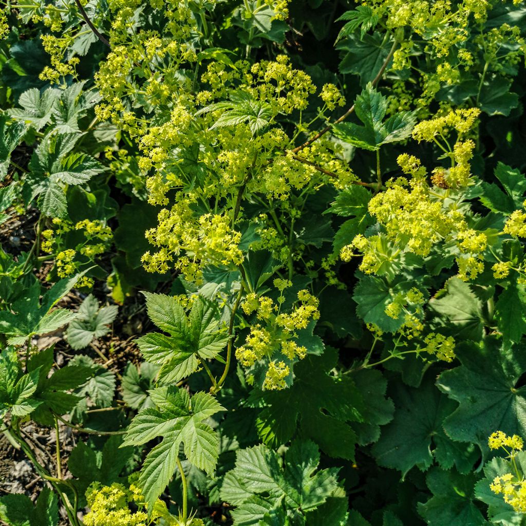 Alchemilla vulgaris 