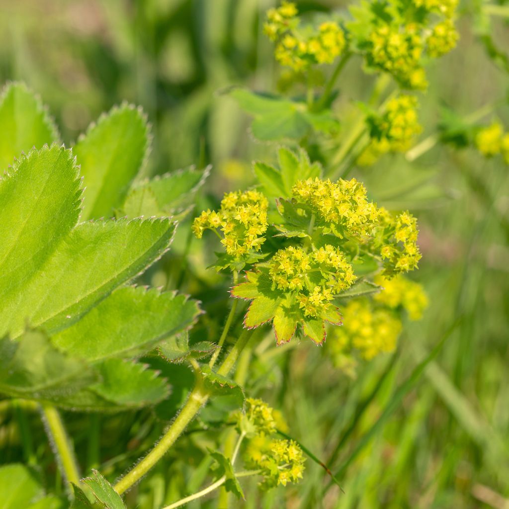 Alchemilla vulgaris 