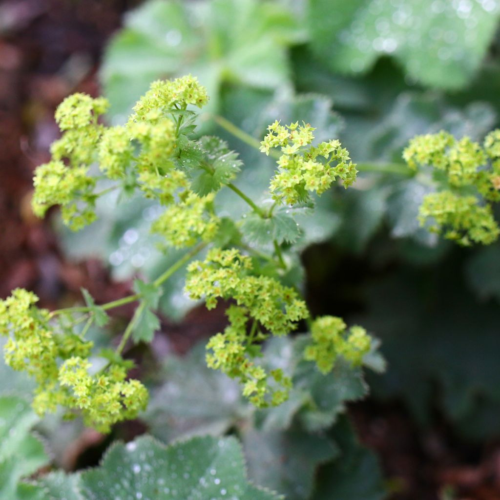 Alchemilla vulgaris 