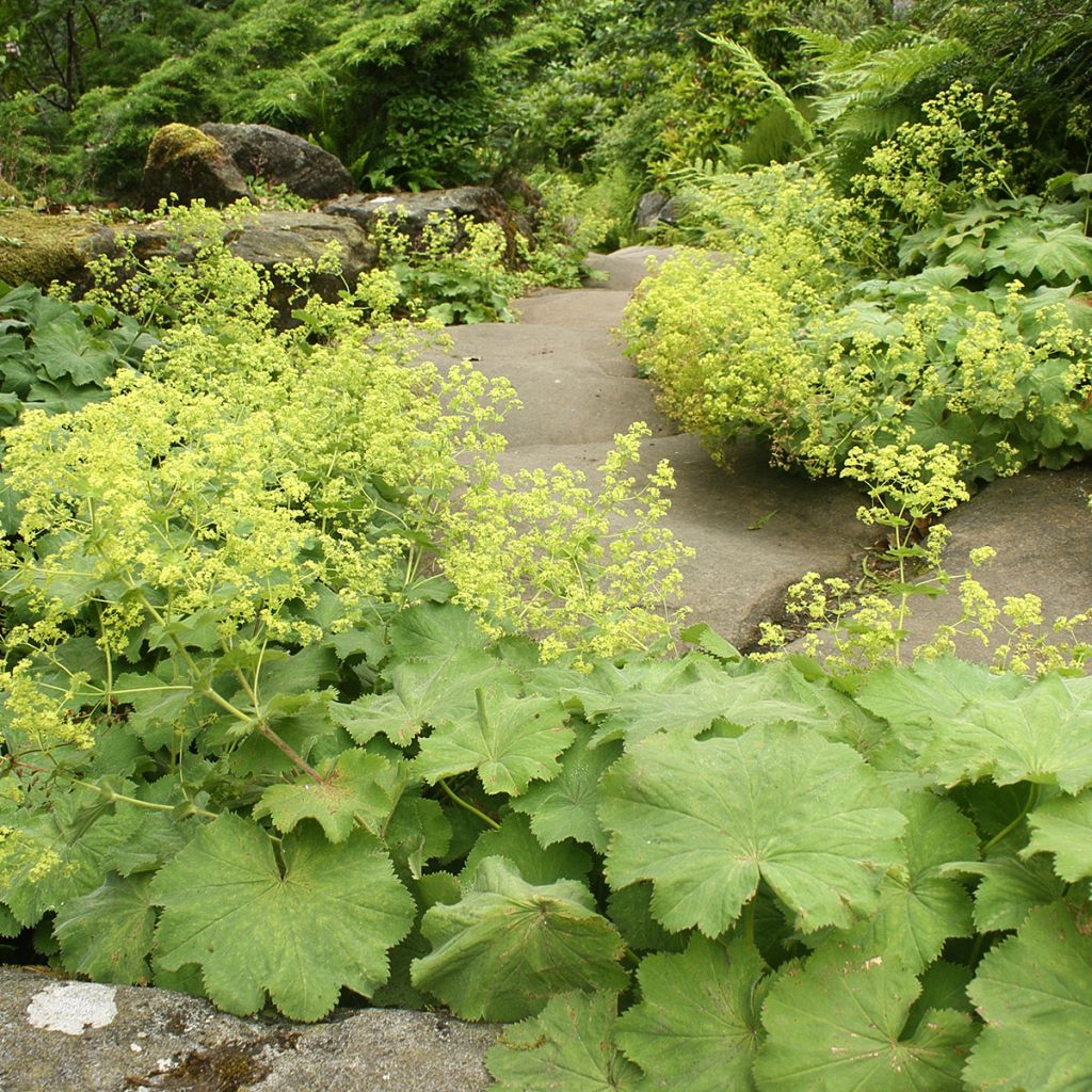 Alchemilla vulgaris 