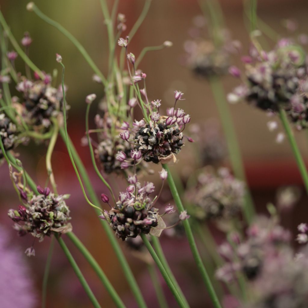 Allium Bizarre - Ail rocambole