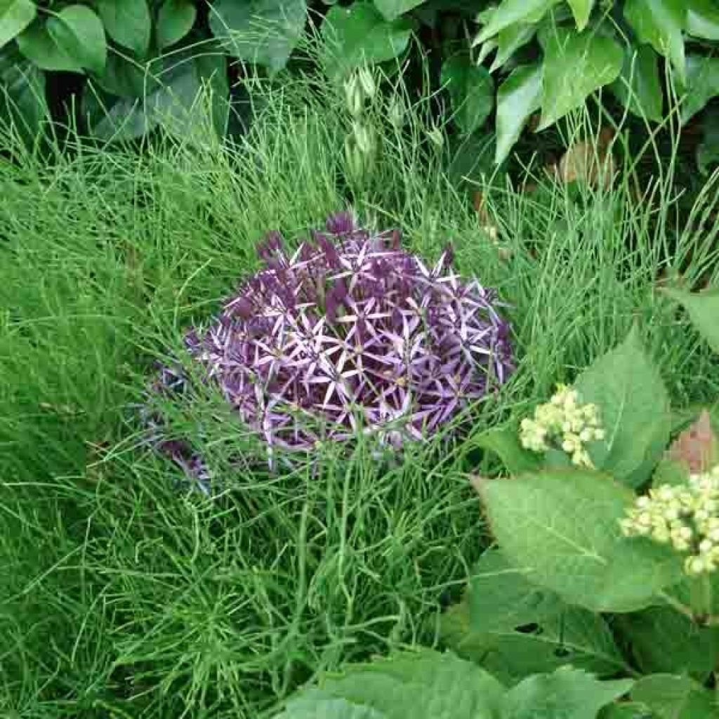 Allium Christophii ou Albopilosum